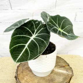 15 - 25cm Alocasia Black Velvet Elephant Ear 12cm Pot House Plant