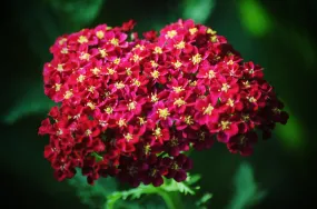 Achillea millefolium Red Velvet